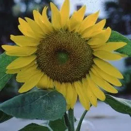 thumbnail for publication: Helianthus annuus 'Sonja' Sonja Sunflower